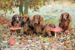Jamniki długowłose wśr&oacute;d muchomor&oacute;w