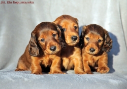 Odwiedziny u dzieci Basimka i Ambicji