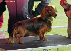 Ł&oacute;dzki występ Shergola