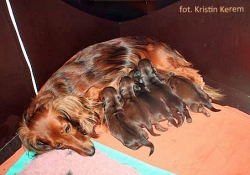 Estońskie jamniki długowłose kr&oacute;licze widzą świat