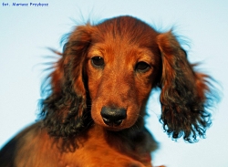 Nowe zdjęcia Shergola