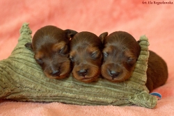 Szczenięta Emiko mają już imiona