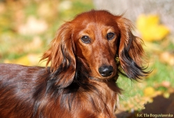 Spotkanie z Damai w Poznaniu