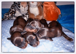 Ł&oacute;dzkie dzieci Basima są już na świecie