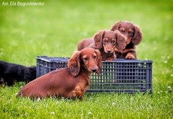 El-Maraya i zaprzyjaźnione szczenięta