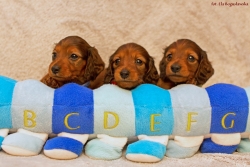 Nowe zdjęcia miotu G