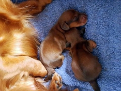 Basim ponownie został ojcem