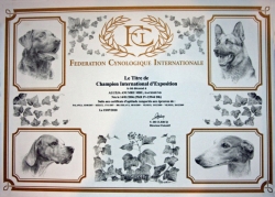 Aluzja interchampionką!