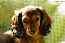 Wieści od Dalayi i Damai