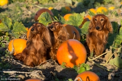 Jamniki na polu dyniowym