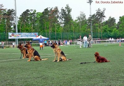 Czy warto szkolić małego psa