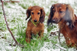 Dalaya na zimowo-wiosennym spacerze