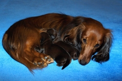 Narodziny szczeniąt Basima i Ursy