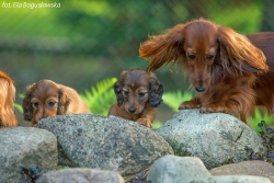 Szczenięce lato na działce