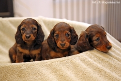 Nowe zdjęcia szczeniąt Shergola