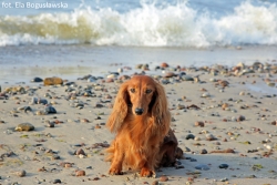Shangri-La i Aluzja nad morzem w Kołobrzegu