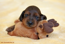 Dzieci Aluzji mają już imiona