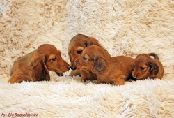 Odwiedziny u maluch&oacute;w Basima i Cake