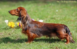 Basim i jego syn Iman