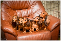 Sesja miotu P z Estonii