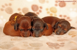 Szczenięta z miotu E mają tydzień