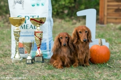 El-Maraya i Faraj na wystawie w Warszawie