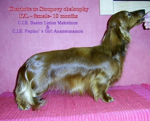 Sukcesy Charlotte, c&oacute;rki Basima