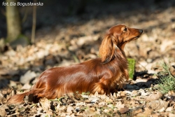 El_Maraya Młodzieżową Championką Polski