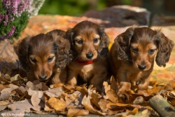 Siedmiotygodniowe dzieci Emiko