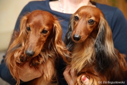 Basim jednocześnie ojcem i dziadkiem w Skandynawii