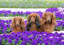 Powitanie wiosny w Nieborowie