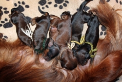 Dzieci Basima w Petersburgu