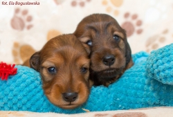Szczenięta Szani i Teodora mają ponad 3 tygodnie