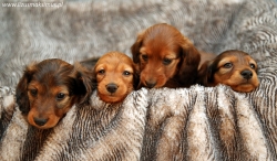 Nowe zdjęcia miotu E