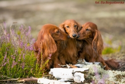 Rodzinny spacer na wrzosowisku