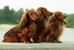 Spotkanie z Basanti w Kazimierzu