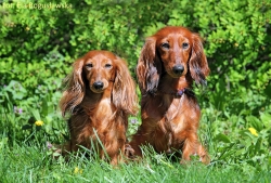 Odwiedziny Damai Lizus Maksimus