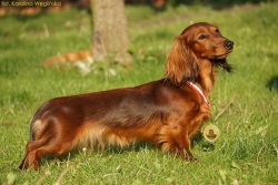 Damai i Amy na międzynarodowych wystawach