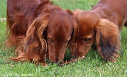 Odwiedziny u Cezara synka Basima