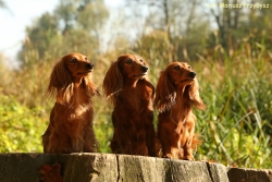 Szaleństwa z Basanti w Puławach