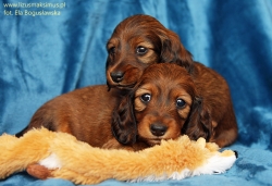 Szaleństwa suczek z miotu D