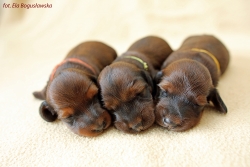 Odwiedziny u c&oacute;rek Basima i Kopciuszka