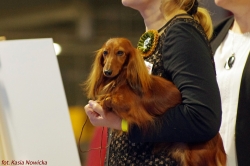 Sukcesy na wystawie europejskiej w Warszawie