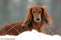 Jamniki długowłose na poligonie