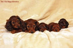 Wizyta u dzieci Basima i Cake