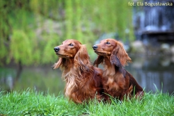 Jamnik długowłosy &ndash; piesek czy suczka?