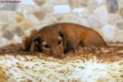 Pożegnalne zdjęcia Greco