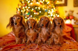 Przedświąteczna sesja rodzinna