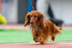 El-Maraya na wrocławskiej wystawie