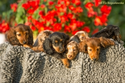 Spotkanie dw&oacute;ch miot&oacute;w w Ruścu